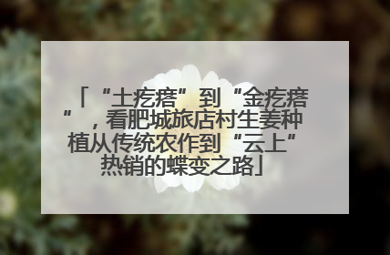 “土疙瘩”到“金疙瘩”，看肥城旅店村生姜种植从传统农作到“云上”热销的蝶变之路