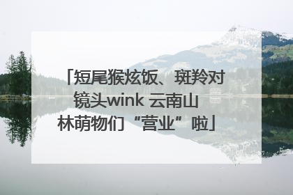 短尾猴炫饭、斑羚对镜头wink 云南山林萌物们“营业”啦