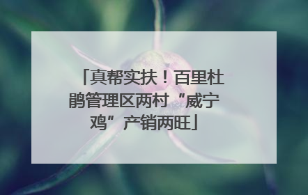 真帮实扶！百里杜鹃管理区两村“威宁鸡”产销两旺