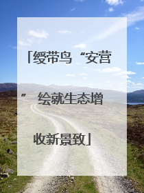 绶带鸟“安营” 绘就生态增收新景致