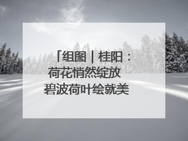 组图｜桂阳：荷花悄然绽放 碧波荷叶绘就美好夏日画卷