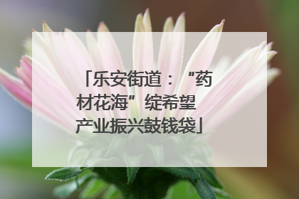 乐安街道：“药材花海”绽希望 产业振兴鼓钱袋