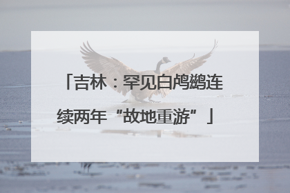 吉林：罕见白鸬鹚连续两年“故地重游”