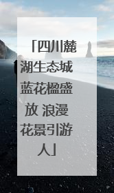 四川麓湖生态城蓝花楹盛放 浪漫花景引游人