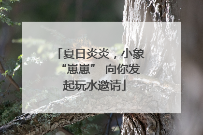 夏日炎炎，小象“崽崽” 向你发起玩水邀请