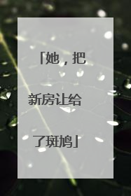 她，把新房让给了斑鸠