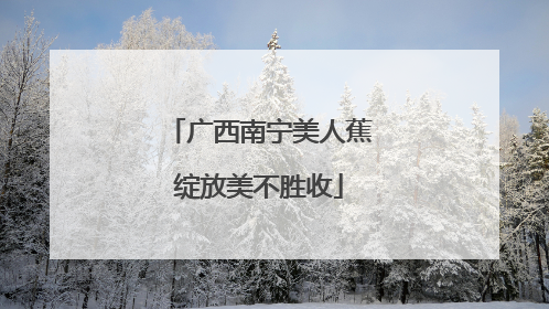 广西南宁美人蕉绽放美不胜收
