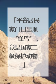 平谷居民家门口出现“怪鸟”，竟是国家二级保护动物