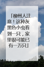 柳州人注意！这种灰黑色小虫看到一只，家里很可能已有一万只