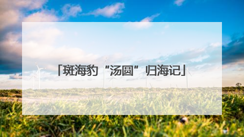 斑海豹“汤圆”归海记