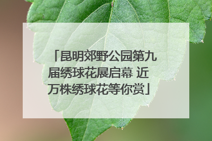 昆明郊野公园第九届绣球花展启幕 近万株绣球花等你赏