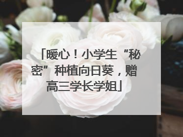 暖心！小学生“秘密”种植向日葵，赠高三学长学姐