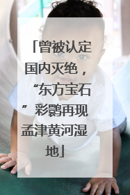 曾被认定国内灭绝，“东方宝石”彩鹮再现孟津黄河湿地