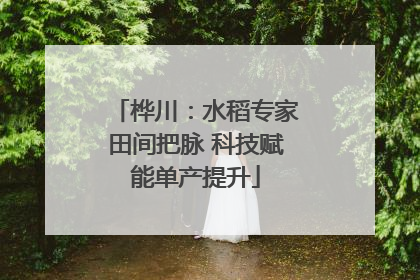 桦川：水稻专家田间把脉 科技赋能单产提升