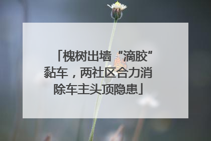 槐树出墙“滴胶”黏车，两社区合力消除车主头顶隐患