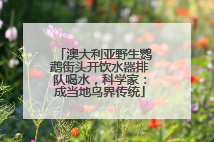 澳大利亚野生鹦鹉街头开饮水器排队喝水，科学家：成当地鸟界传统