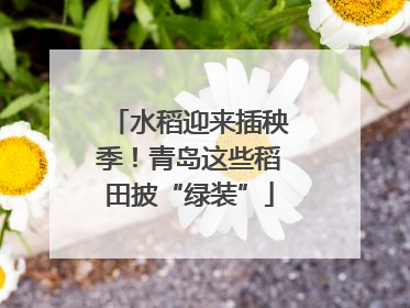 水稻迎来插秧季！青岛这些稻田披“绿装”