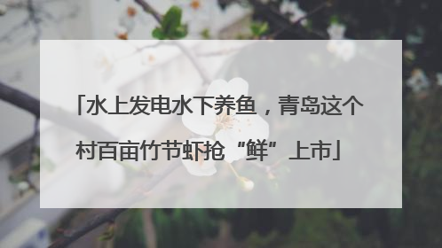 水上发电水下养鱼，青岛这个村百亩竹节虾抢“鲜”上市