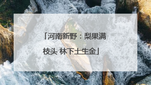 河南新野：梨果满枝头 林下土生金