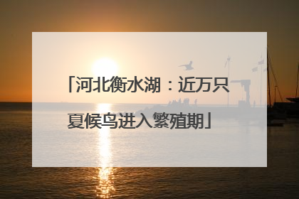 河北衡水湖：近万只夏候鸟进入繁殖期