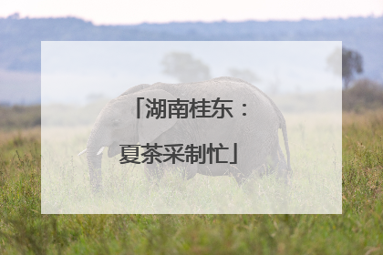 湖南桂东：夏茶采制忙