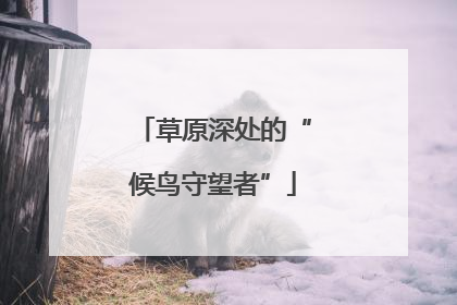 草原深处的“候鸟守望者”