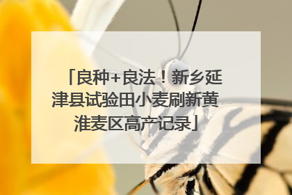 良种+良法！新乡延津县试验田小麦刷新黄淮麦区高产记录