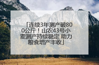 连续3年测产破800公斤！山农43号小麦测产持续稳定 助力粮食增产丰收