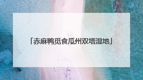 赤麻鸭觅食瓜州双塔湿地