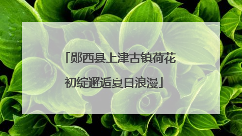 郧西县上津古镇荷花初绽邂逅夏日浪漫