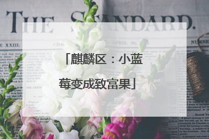 麒麟区：小蓝莓变成致富果