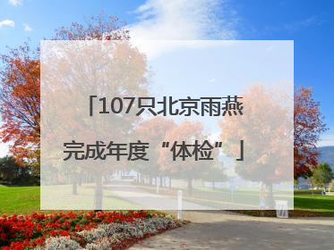 107只北京雨燕完成年度“体检”