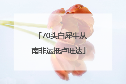70头白犀牛从南非运抵卢旺达